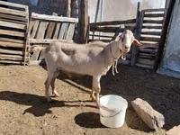 Ziegenbock, Saanen goat — Foto 4