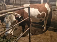 母牛, Simmental cattle — 照片 1