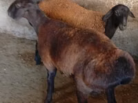Widder, Hissar sheep — Foto 4