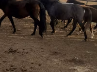 Yegua, Kazakh horse — foto 7