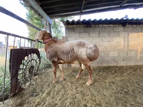 Carnero, Arashan sheep