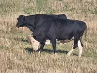 公牛, Holstein breed — 照片 2