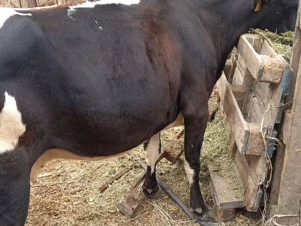 Cow, Cattle