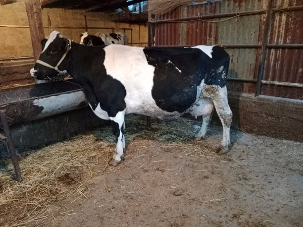 गाय, Latvian Blue cattle — कज़ाखस्तान