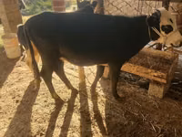 गाय, एबरडीन - एंगस — फ़ोटो 3