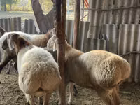 Қошқар, Arashan sheep — 5-сурет
