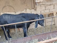 عنزة, الماعز — الصورة 8