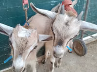 Ziegen (Partie, Geschlecht nicht angegeben), Alpine goat — Foto 3