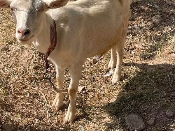 Ziege, Saanen goat