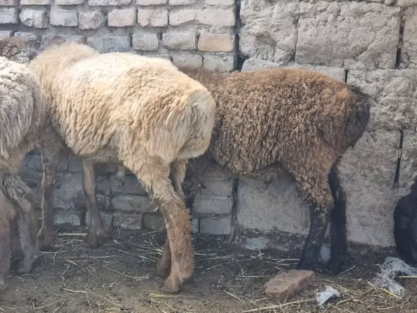 Oveja, Tian-Shan semifinewool sheep