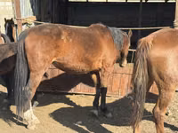 Stute, Kyrgyz Horse — Foto 7