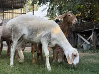 نعجة, Arashan sheep — الصورة 2