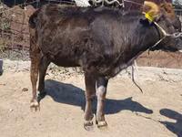 Bulle, Swiss cattle — Foto 7