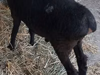Carnero, Hissar sheep — foto 2