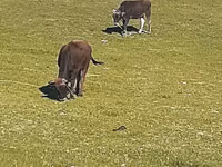 母牛, Cattle — 照片 1