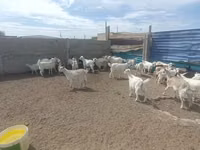 母山羊, Goats — 照片 1