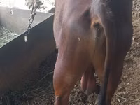 公牛, Cattle — 照片 3