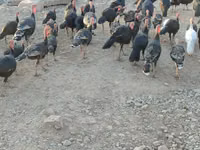 Turkeys — 1-сурет