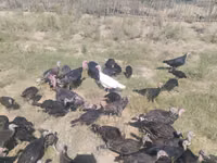 Turkeys — Foto 1