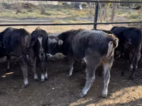 Toro, Swiss cattle — foto 5