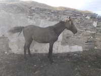 خيول (دفعة، الجنس غير محدد), Horse breed — الصورة 2