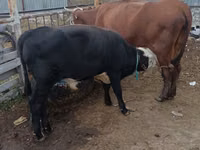 公牛, Kazakh White-headed cow — 照片 3