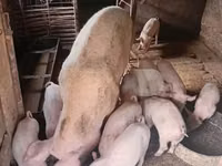 خنزير ذكر, الخنازير — الصورة 4