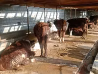 सांड, Simmental cattle — फ़ोटो 1