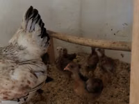 Chickens — الصورة 3