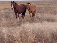 Hengst, Kazakh horse — Foto 5