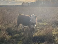 母牛, Russian Black pied cattle — 照片 1