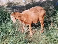 Schaf, Schafe — Foto 2