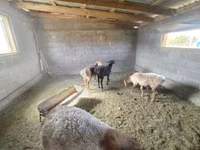 نعجة, Hissar sheep — الصورة 2