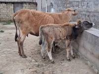 母牛, Cattle — 照片 7