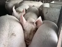 Schweine (Partie, Geschlecht nicht angegeben) — Foto 2