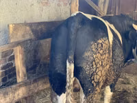 Bulle, Russian Black pied cattle — Foto 1