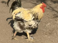 Gallina checa dorada veteada — foto 1
