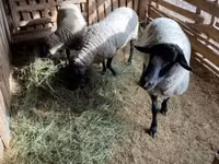 मेढ़ा, White Suffolk sheep — फ़ोटो 4
