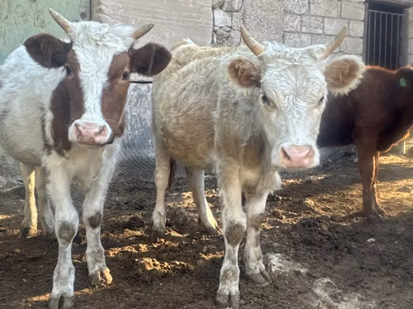 गाय, Simmental cattle — कज़ाखस्तान