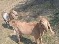 Ziege, Nubian Goat — Foto 1
