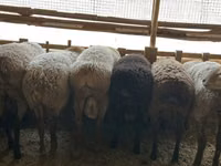 Carnero, Rhon sheep — foto 2