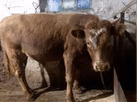 Bulle, Swiss cattle — Foto 2