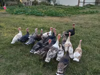 Turkeys — Foto 1