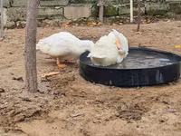 Ducks — photo 2