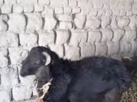 كبش, الأغنام — الصورة 1