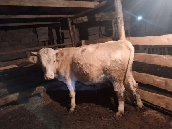 Buqa, Simmental cattle