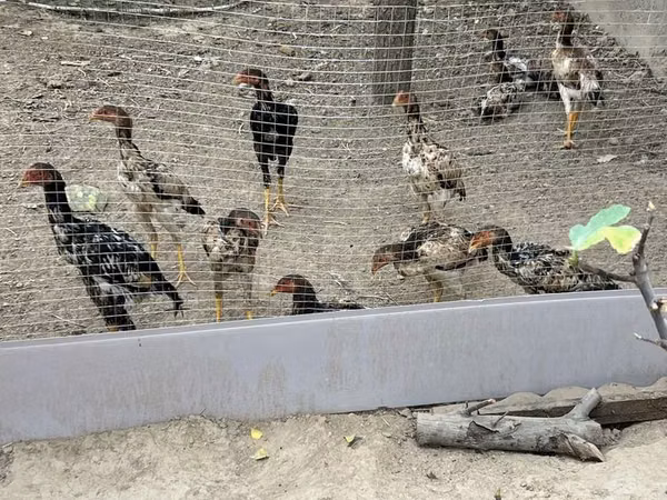 Chickens — Usbekistan