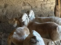 Schaf, Rhon sheep — Foto 5
