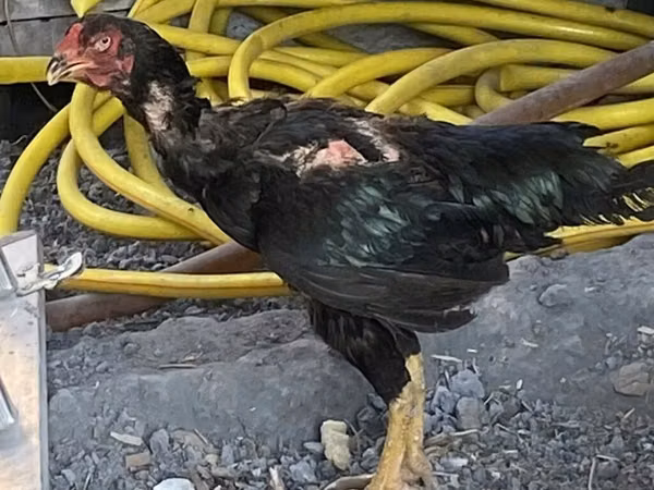 Chickens — Kirgisistan