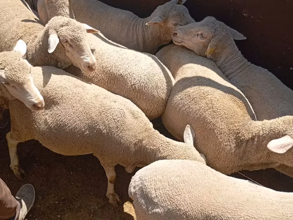 نعجة, Merino sheep